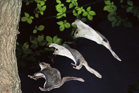 poletuchy